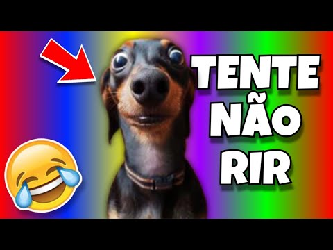 🔴🟠🟡🟢🔵🟣 🐶 FUNNY ANIMAL VIDEOS 😹🔴🟠🟡🟢🔵🟣