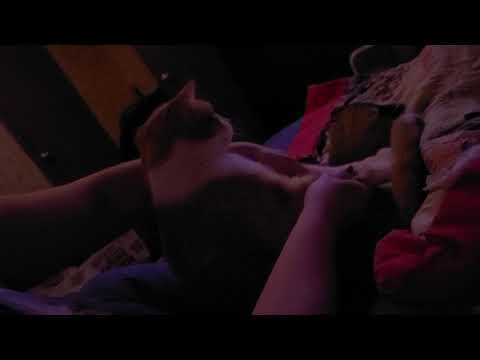 Situps with Stewie the Fat Cat!