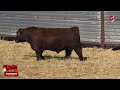 OUTCOME ANGUS COLORADO SEMEX