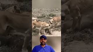 Javali na Toca e Leoas Esperando 😱