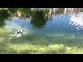 Massive Bass Eats Baby Duck
