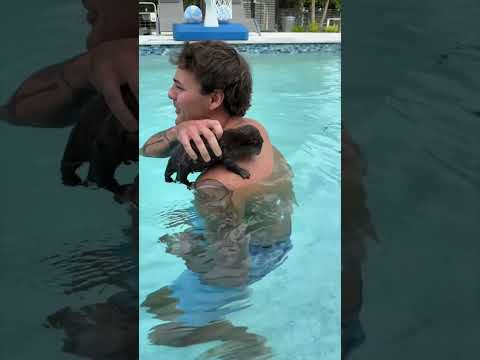 Essa lontra estava com medo de nadar 😳