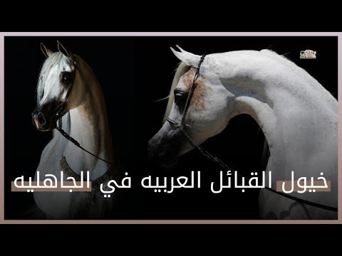 , title : 'اشهر الخيول العربيه في التاريخ الجاهلي.. ومن القبائل التي تمتلكها !'