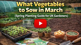What Vegetables to Sow in March (Spring Planting Guide for UK Gardeners)