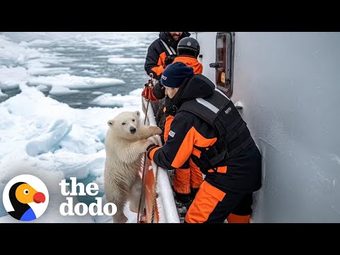 How AI Can Be Bad For Animals | The Dodo