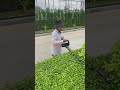 Makita DUH602 Hedge Trimmer #shortvideo #powertool#makita#diy#gardeningtools#shortsfeed#shortsviral