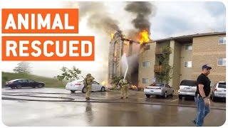 Guys Save Animals From Burning Apartment
