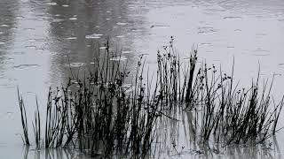 Unencumbered by Keys & Reeds & Strings & Sticks