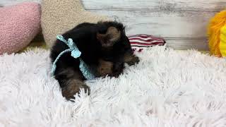 ヨークシャーテリアの動画01