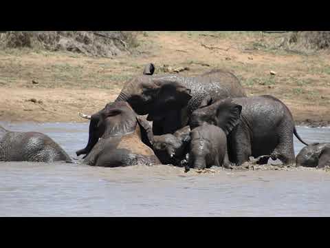 Playful elephants swimming