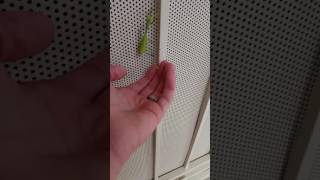 Giant Preying Mantis