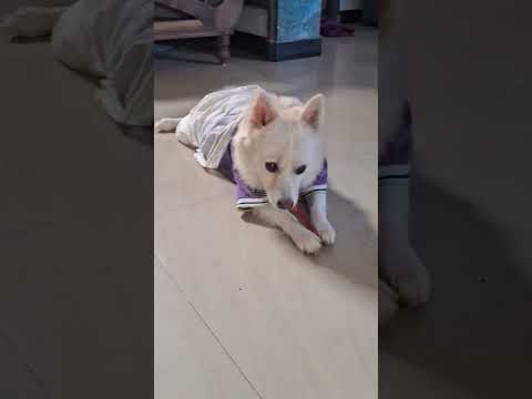 He no whant food but like chicken stick 😋 #doglover #sorts