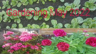 Gardening  May 2022 #garden #gardening