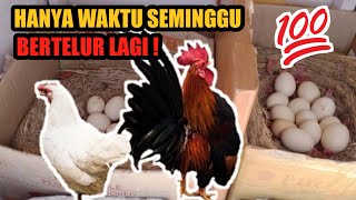 Download lagu The best way to make Kate chickens lay eggs quickly #ornamentalchickens #ornamentalchickensindone... mp3 Download lagu The best way to make Kate chickens lay eggs quickly #ornamentalchickens #ornamentalchickensindone... mp3