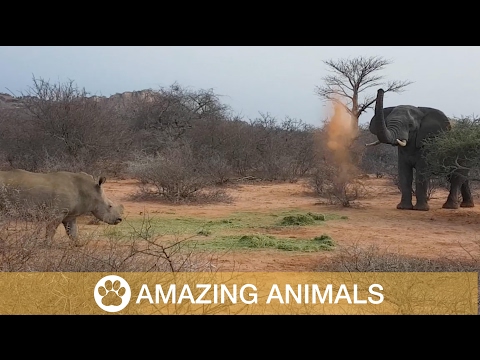 Elephant Fights Off Rhino Group