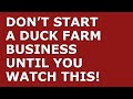 How to Start a Duck Farm Business | Free Duck Farm Business Plan Template Included