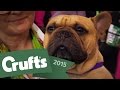 Love Dogs? Watch CRUFTS 2015 live on YouTube.