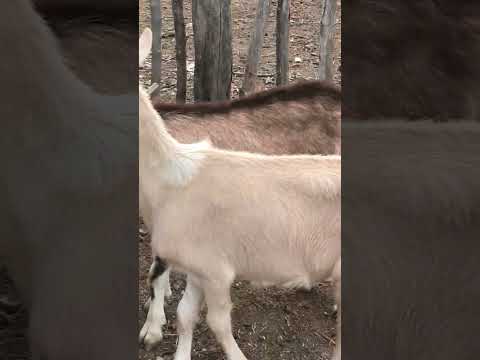 Sítio Cantinho 24 Coxixola PB