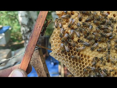 Пчеловодство.Новые изобретение в пчеловодстве.Пластиковая проволока для пчелиных рамкам. Своя вощина