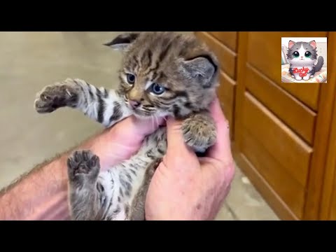 A Lost Wildcat’s Journey to Family and Belonging.