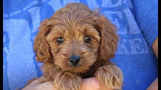 Video preview image #1 Goldendoodle (Miniature) Puppy For Sale in NARVON, PA, USA