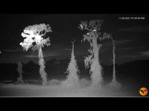 11/25/2021~Eagle Country ~Abby Hit By An Owl 🦉