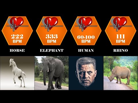 Heart rate of different animals and human | heartbeats per minute | heartbeats comparison