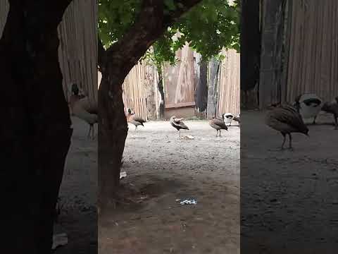 quintal do Chico Black Igarapé do meio Maranhão