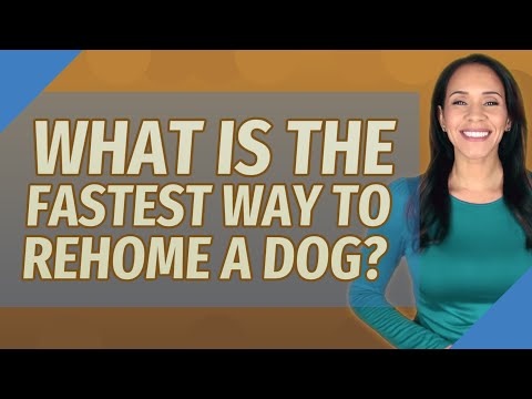 What is the fastest way to rehome a dog?