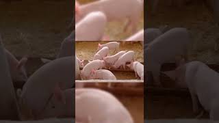 Download lagu animals sound video pig 2025! video suara hewan babi 2025¡ #animals #pig #fyp mp3