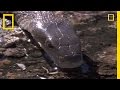 Black Mamba Vs The World National Geographic