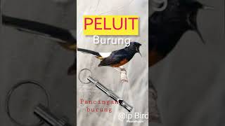 Download lagu peluit pancingan burung anjing mp3