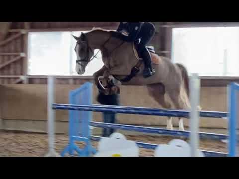 Cascada (7 yo Camax L) Training January 2020  SOLD!!