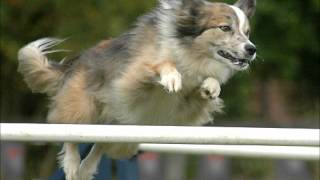 Agility Training For Dogs - Teach Your Dog to Run an Obstacle Course | Secret to Dog Training