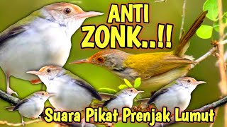 Download lagu Siapa-siap dapat banyak ~ SUARA PIKAT BURUNG PRENJAK LUMUT PALING AMPUH mp3 Download lagu Siapa-siap dapat banyak ~ SUARA PIKAT BURUNG PRENJAK LUMUT PALING AMPUH mp3