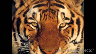 Recuerdos Mike the king