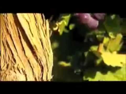 Golan Heights Winery