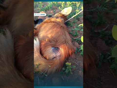 Lobo guará ferido é resgatado em fazenda de MG