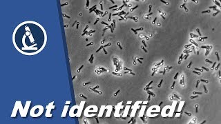 🔬 064 - Why you can not identify BACTERIA with a microscope alone | Microscopy