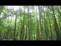 Реальные Звуки Весеннего Леса Пение Птиц (Forest Sounds) 