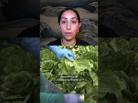 Video Thumbnail: First US deaths reported in cyclosporiasis outbreak