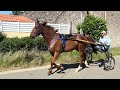 Cheval trotteur 4 ans, gentil, loisir monté/attelé