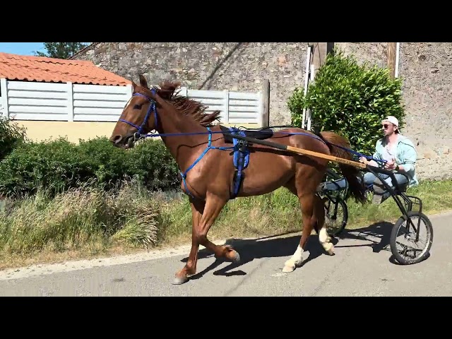 Cheval trotteur 4 ans, gentil, loisir mont&eacute;/attel&eacute;