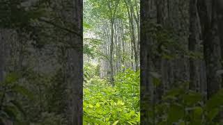 Download lagu Denak merbah lekir mp3 Download lagu Denak merbah lekir mp3