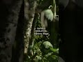 Serenata Silvestre Sonidos Únicos Que Te Transportan A La Selva