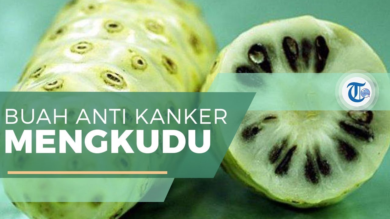 manfaat mengkudu diabetes insípida manfaat mengkudu diabetes insípida
