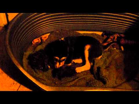 Sweet Hadar Hayafa Ba Nashim Neshama Tova 6 and a half weeks old