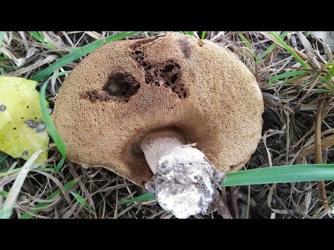 Topolin ded, Leccinum duriusculum