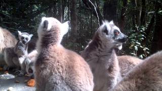 preview picture of video 'Wave Rock Lodge close to a living forest monkeyland feeding free roaming lemurs Plett'