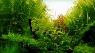 Aqua Forests in Fish Tanks